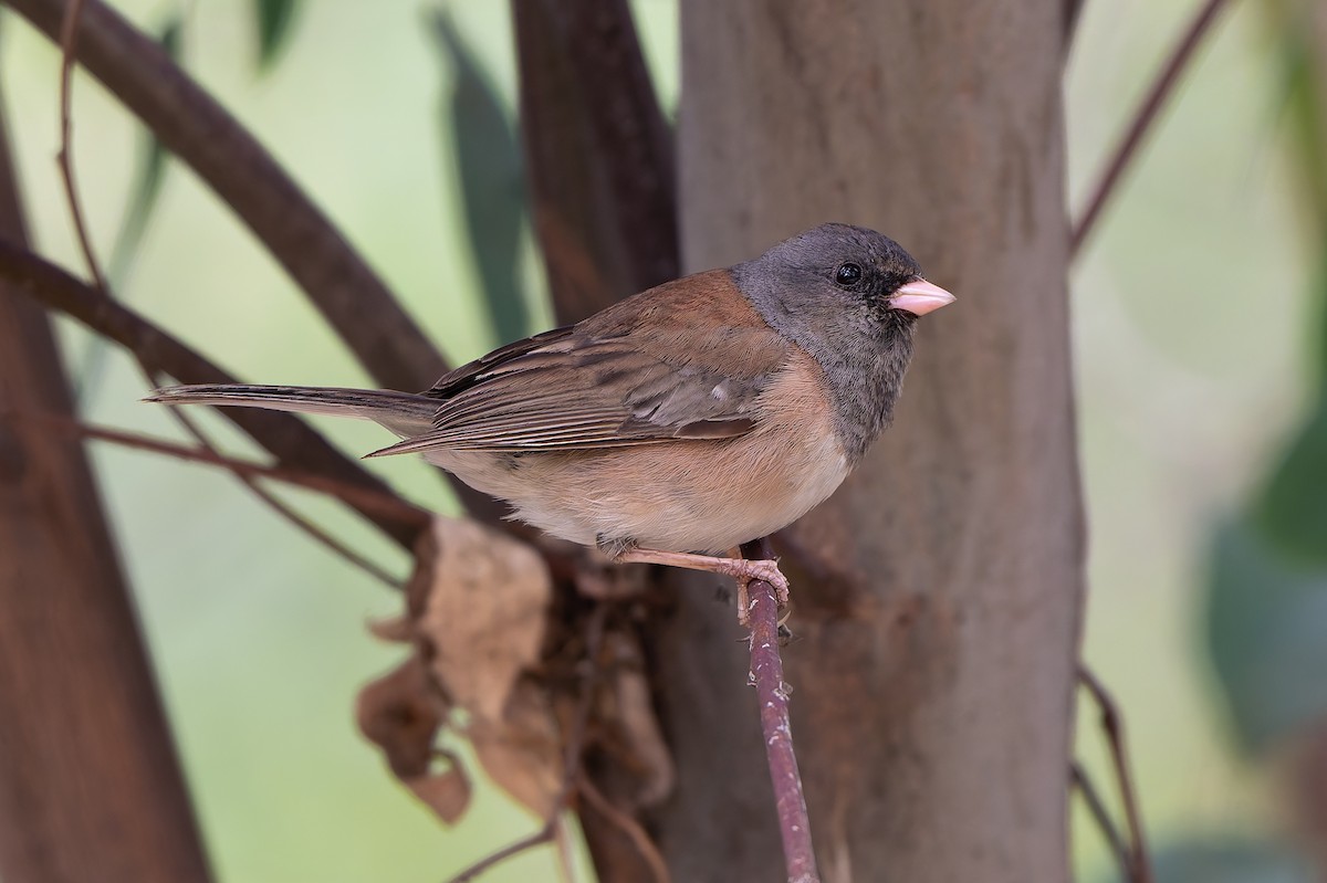 Dark-eyed Junco - ML637109571