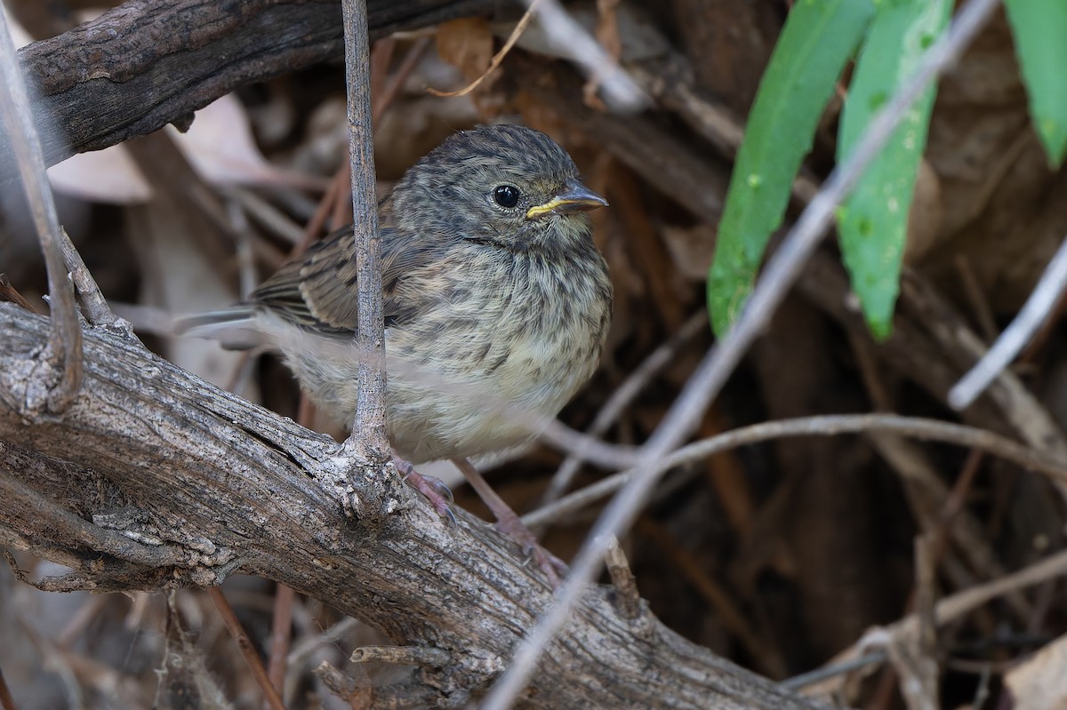 Dark-eyed Junco - ML637109572