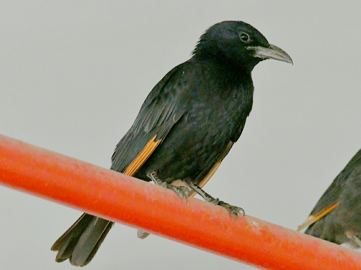 Tristram's Starling - ML637109716