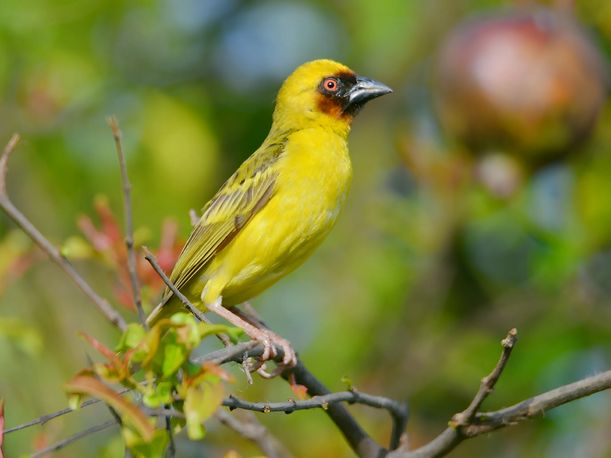 Rüppell's Weaver - ML637109785