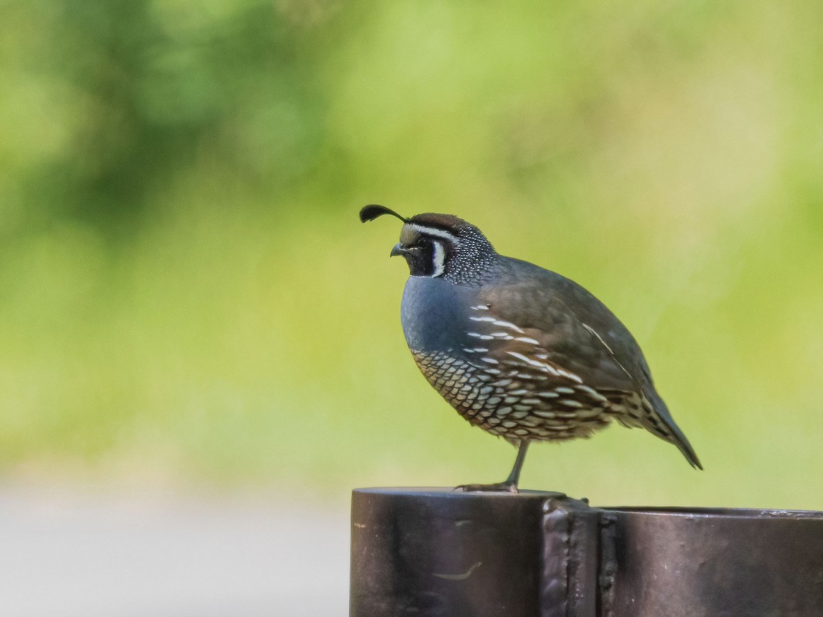 California Quail - ML637109868