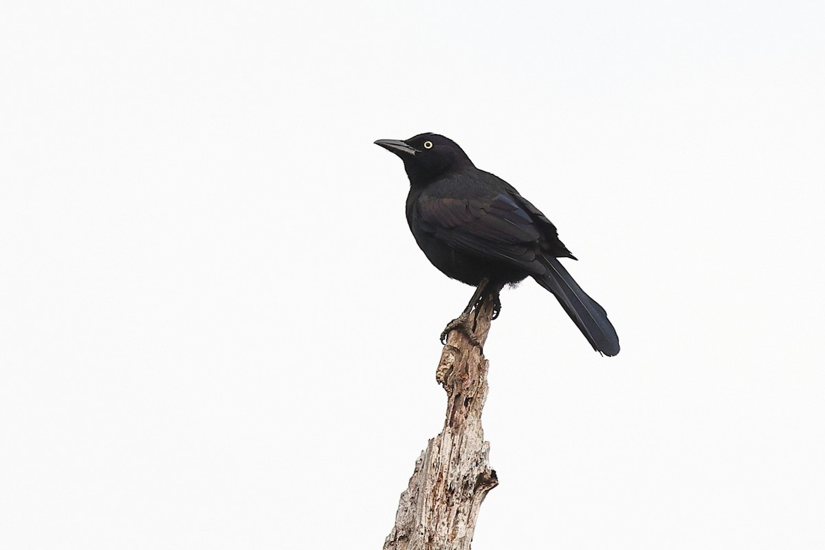 Common Grackle (Florida/Purple) - ML637109929