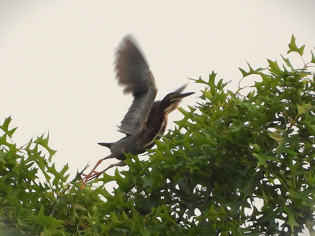 grønnrygghegre - ML637109965