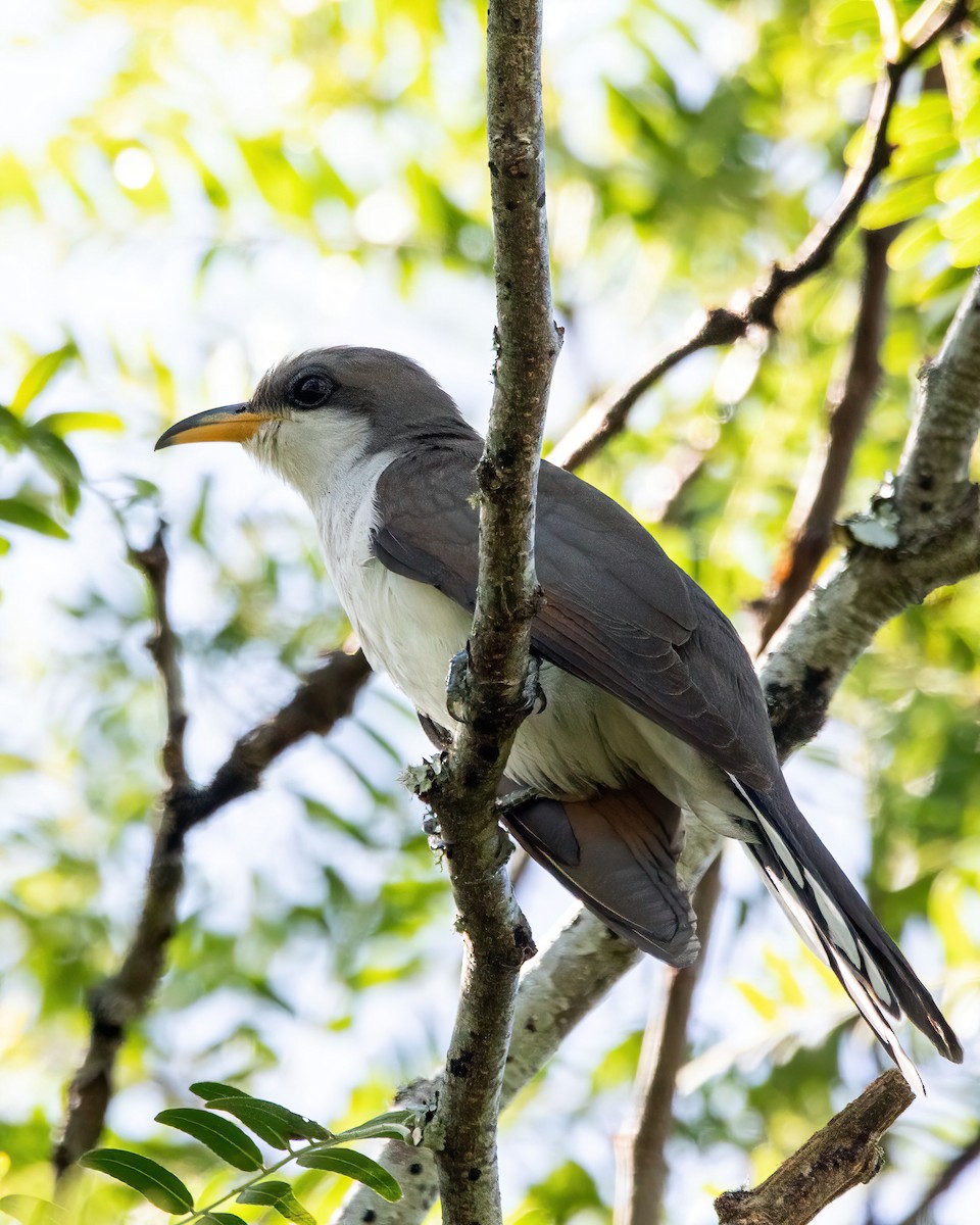 Yellow-billed Cuckoo - ML637109967