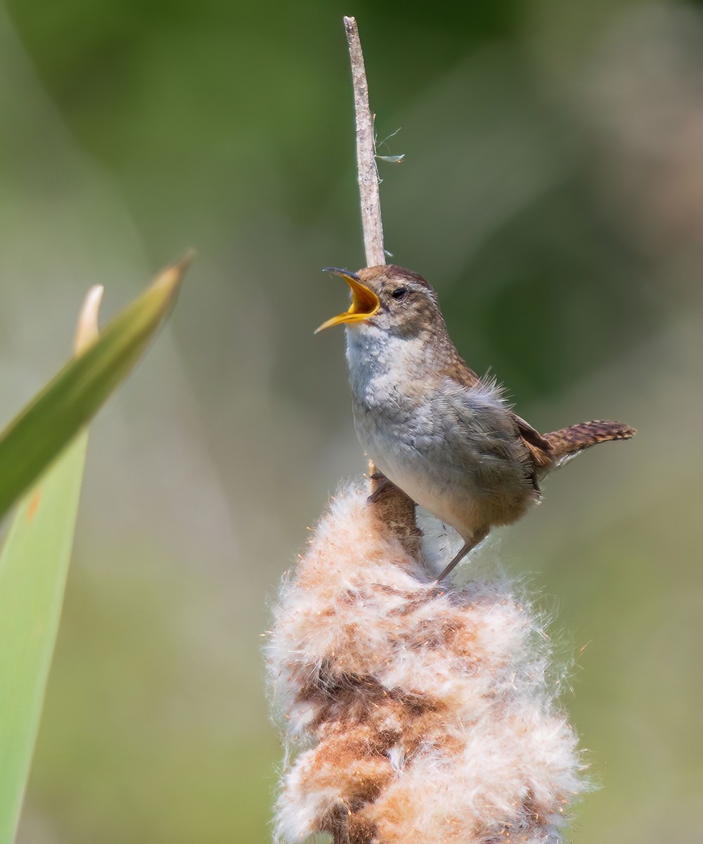 Marsh Wren - ML637109989
