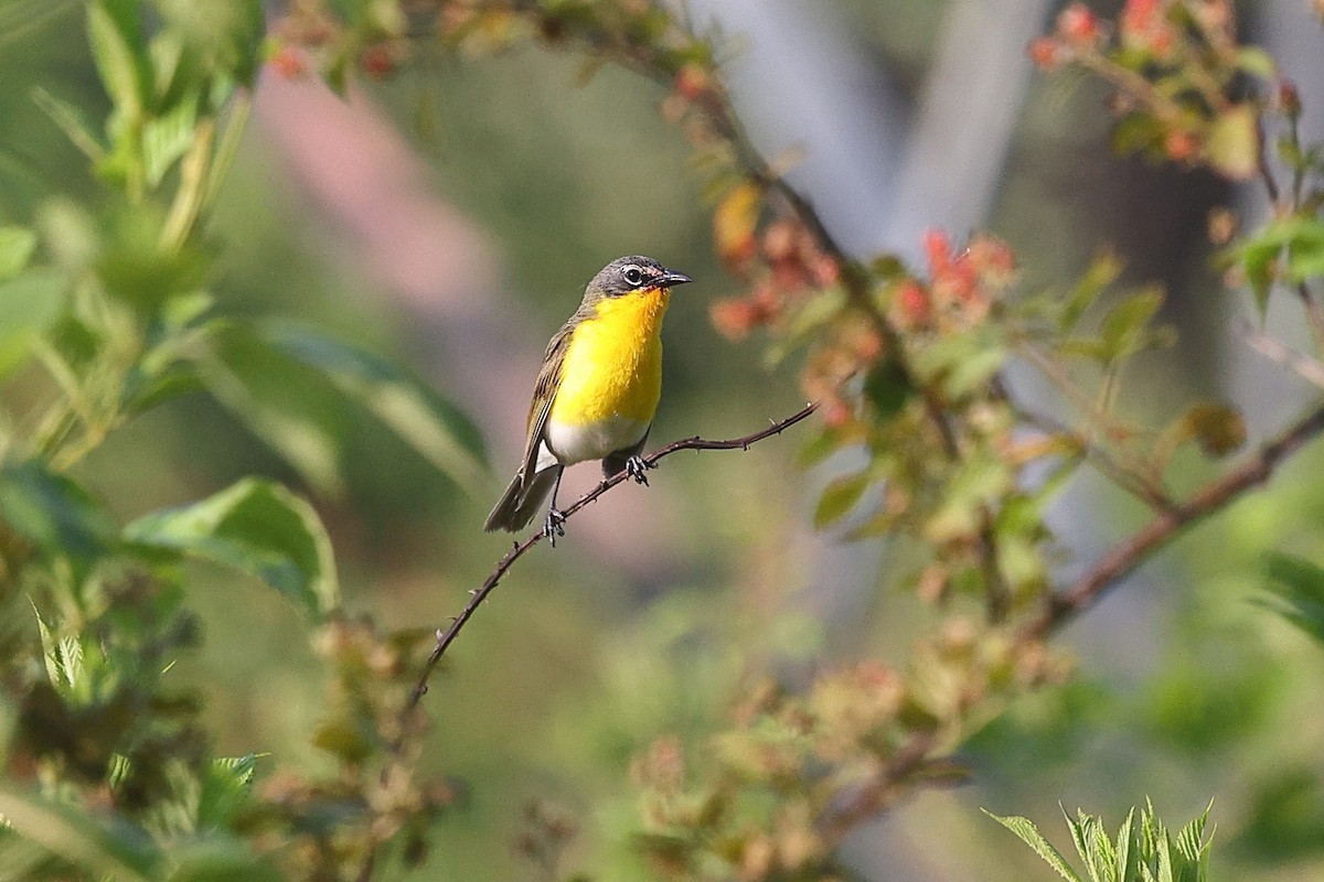 Yellow-breasted Chat - ML637110002
