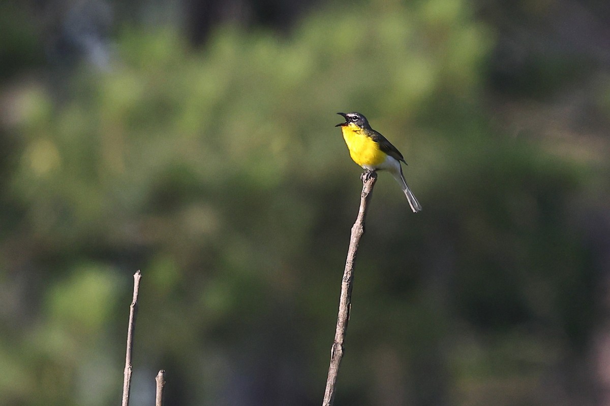 Yellow-breasted Chat - ML637110011