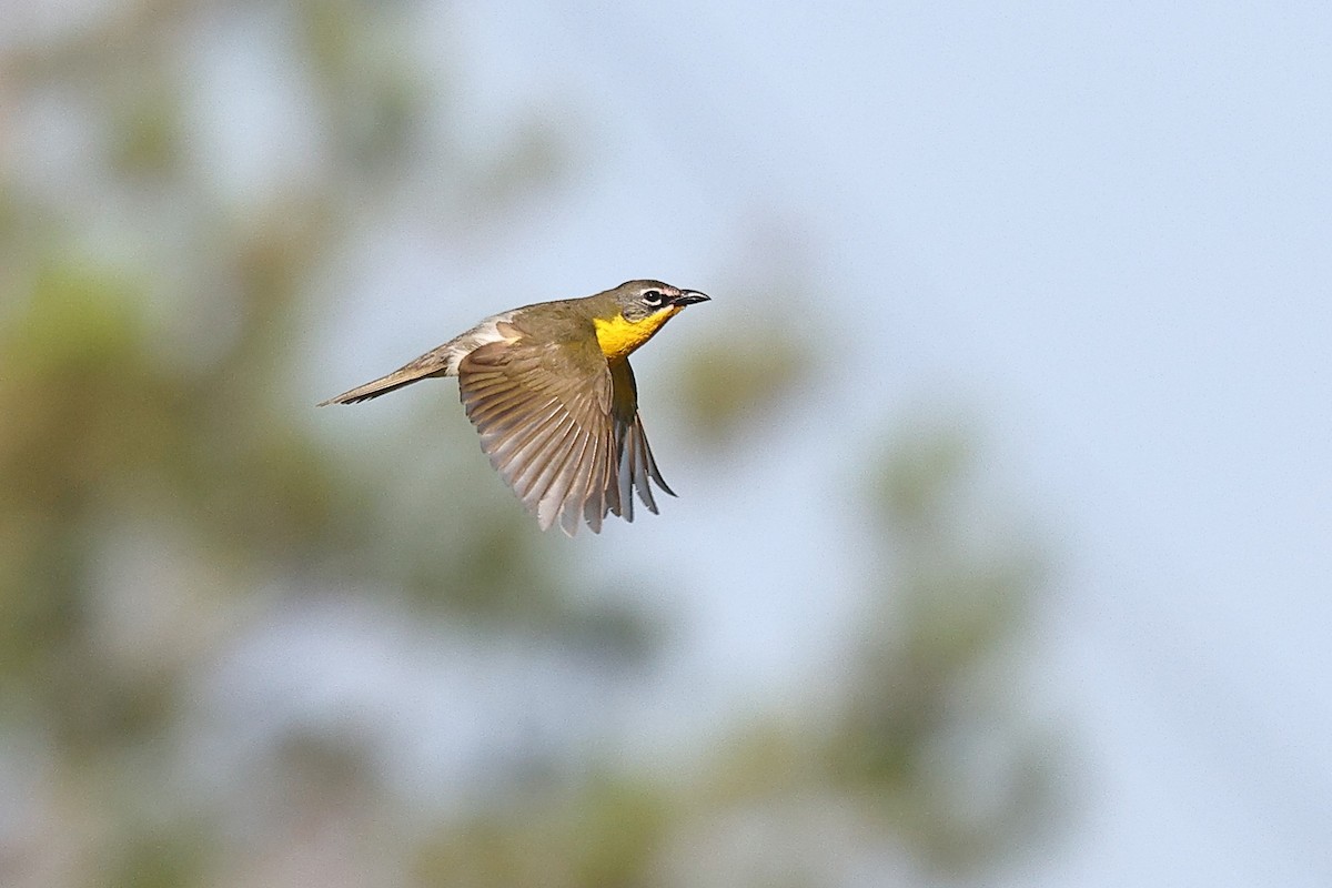 Yellow-breasted Chat - ML637110018