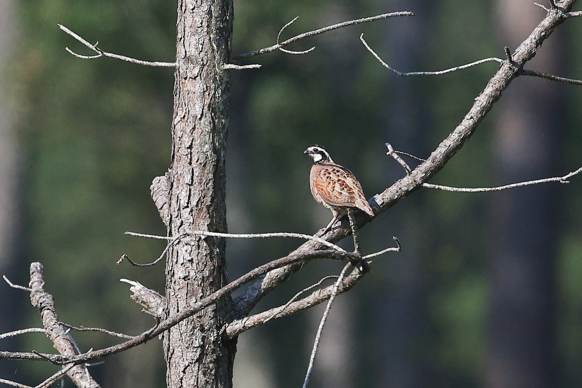 Northern Bobwhite - ML637110033