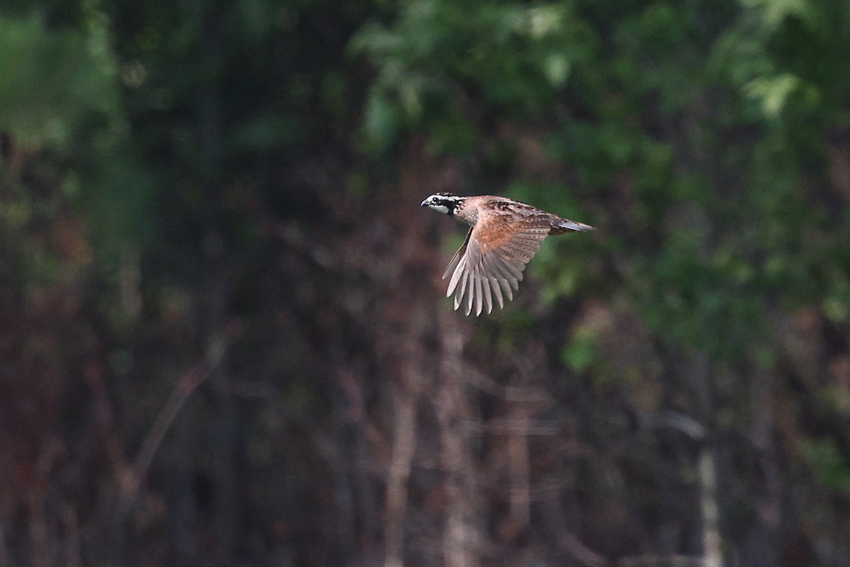 Northern Bobwhite - ML637110036