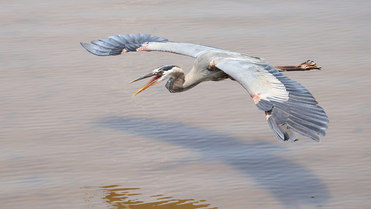 Great Blue Heron (Great Blue) - ML637110095