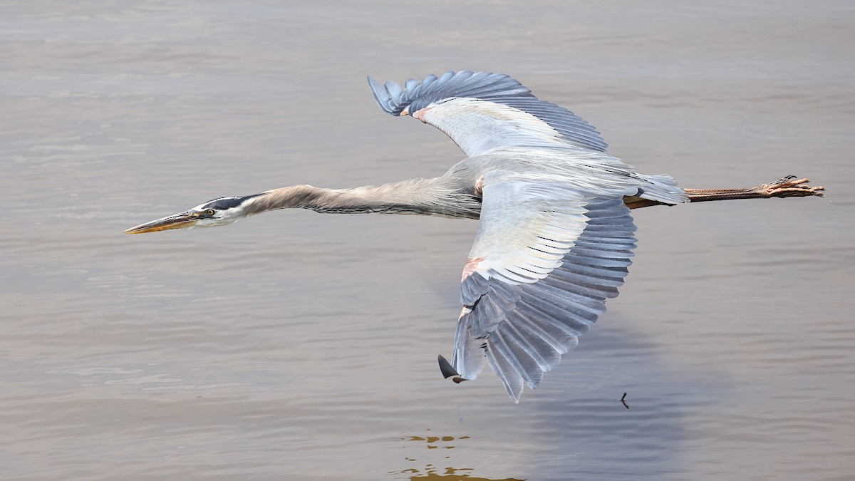 Great Blue Heron (Great Blue) - ML637110096