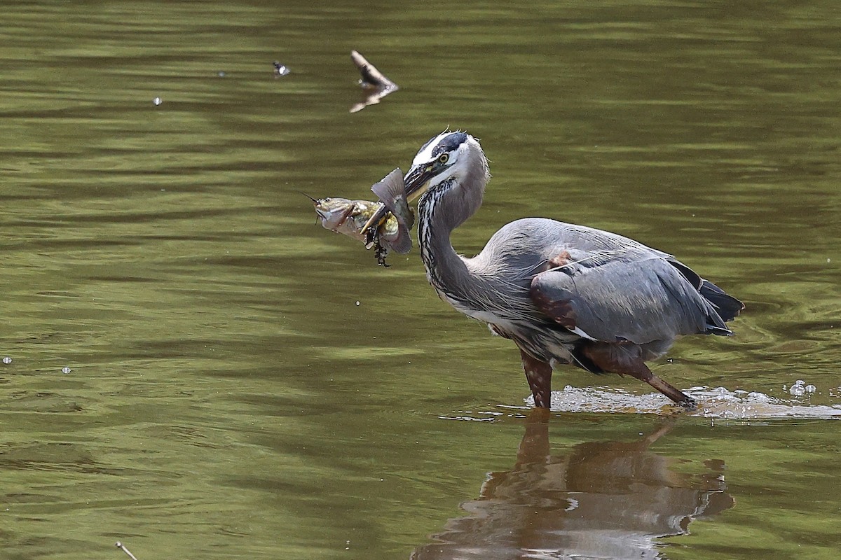 Great Blue Heron (Great Blue) - ML637110108