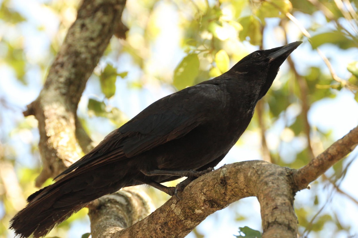 American Crow - ML637110125