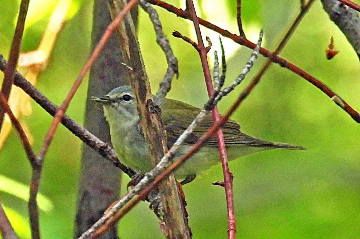 Tennessee Warbler - ML637110311