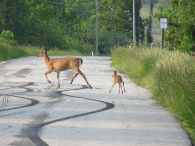 Animals - ML637110337