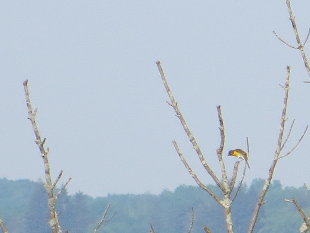 Yellow-breasted Chat - ML637110343