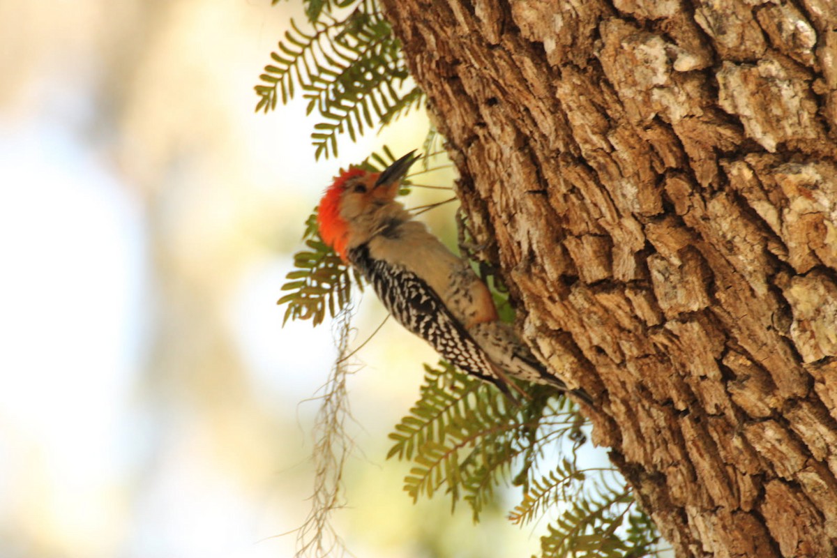 Red-bellied Woodpecker - ML637110353