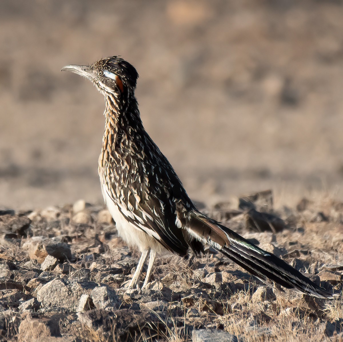 Greater Roadrunner - ML637110412