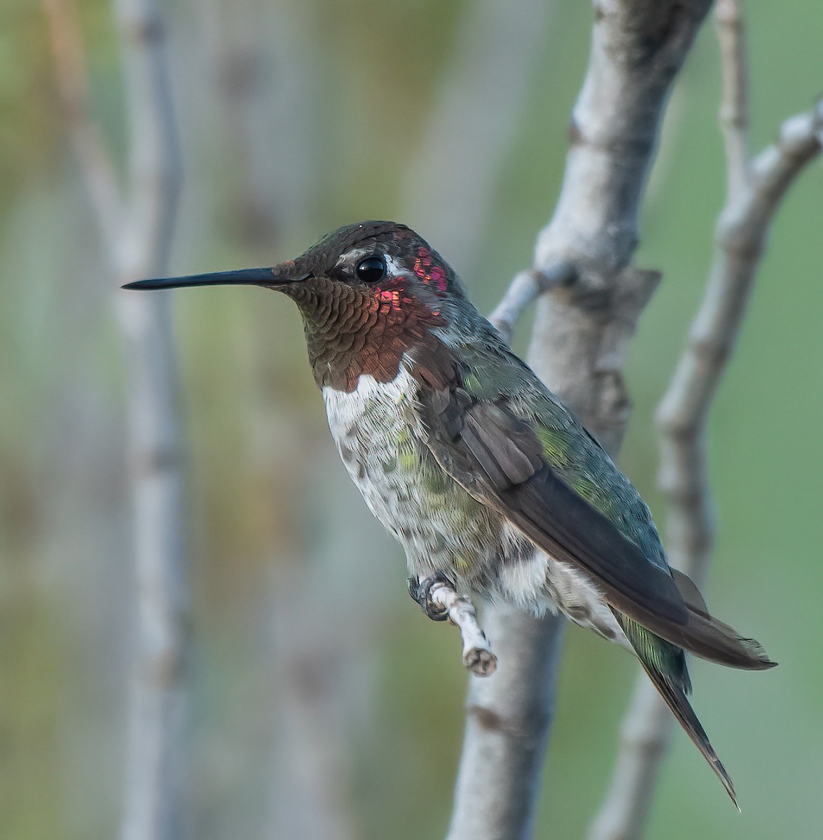 Anna's Hummingbird - ML637110416