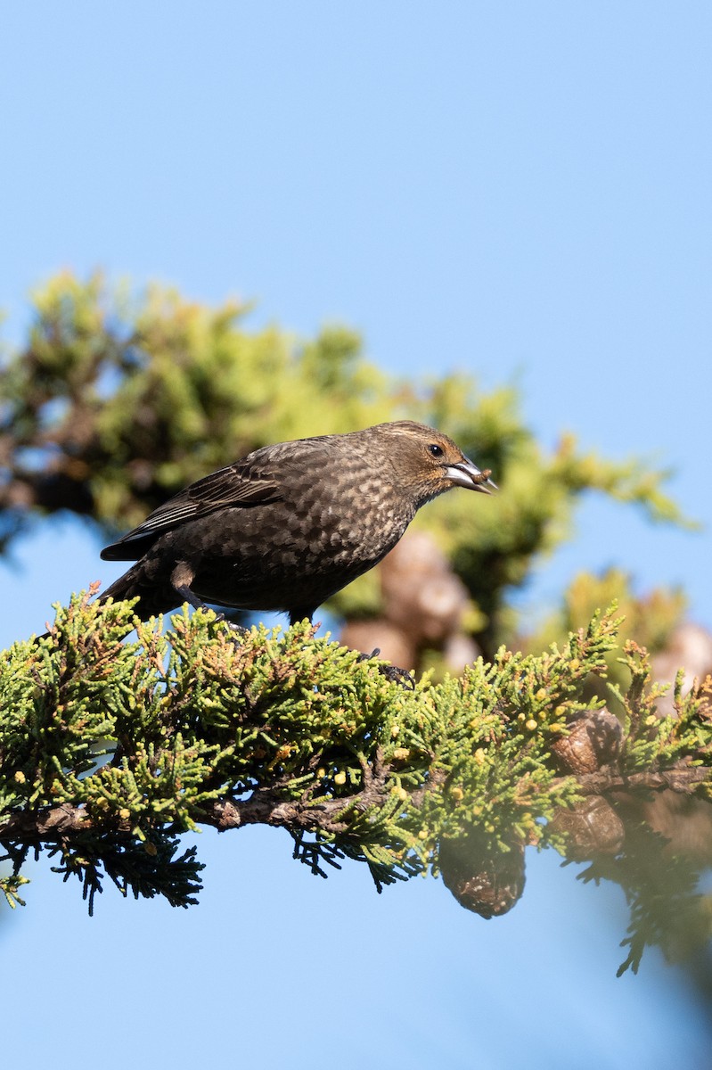 Tricolored Blackbird - ML637110419