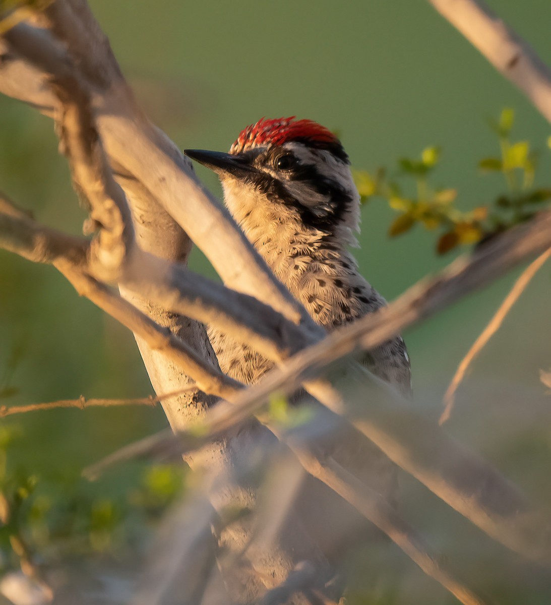 Ladder-backed Woodpecker - ML637110429