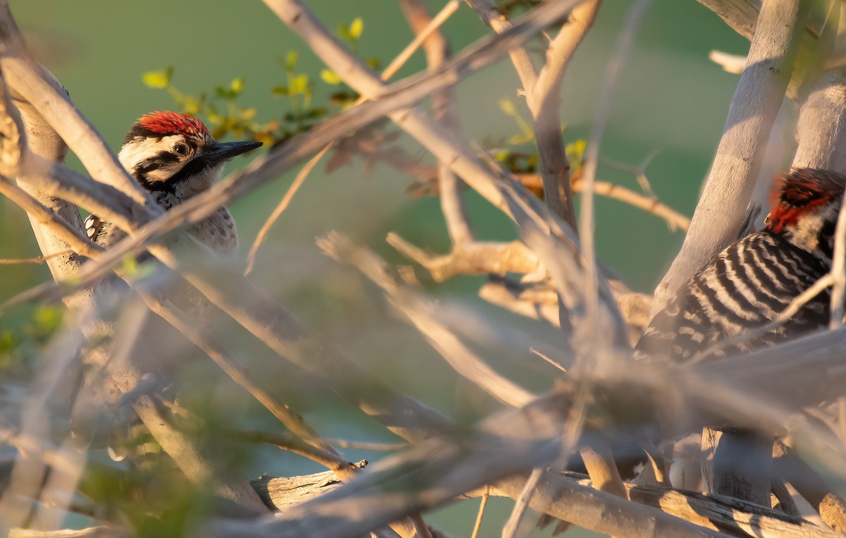 Ladder-backed Woodpecker - ML637110430