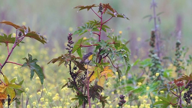 Yellow-breasted Chat - ML637110431