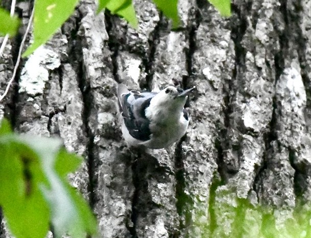 White-breasted Nuthatch - ML637110499