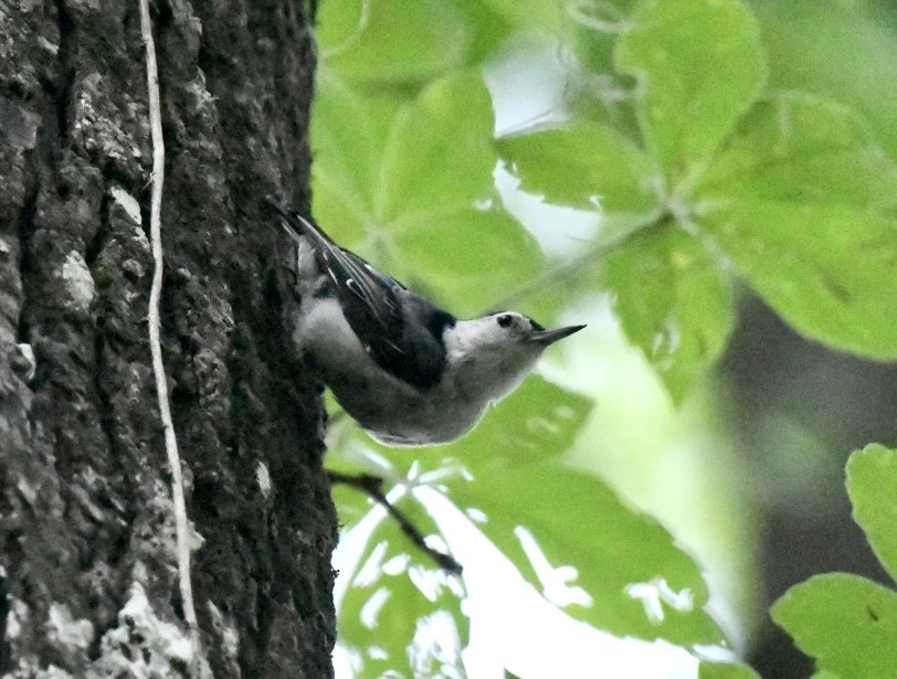 White-breasted Nuthatch - ML637110500