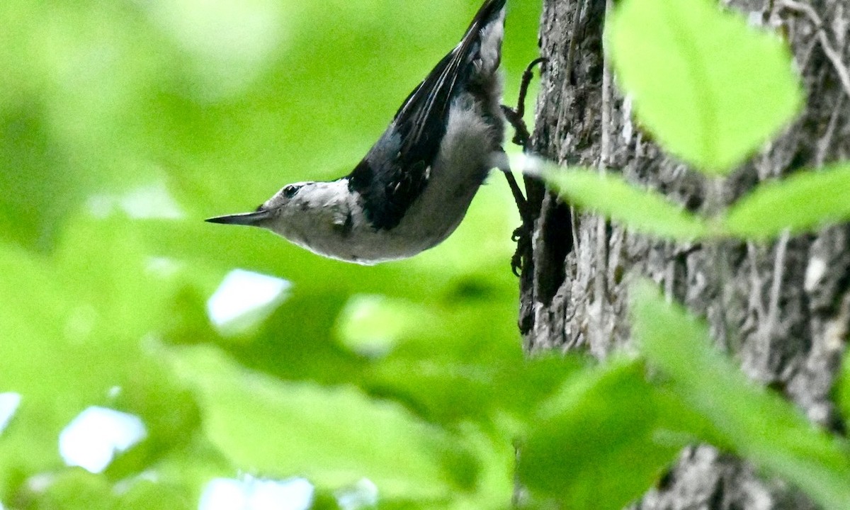 White-breasted Nuthatch - ML637110501