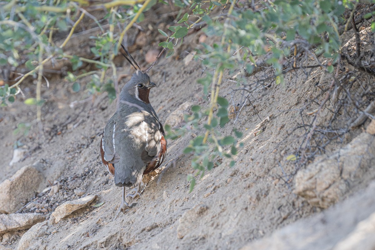 Mountain Quail - ML637110513