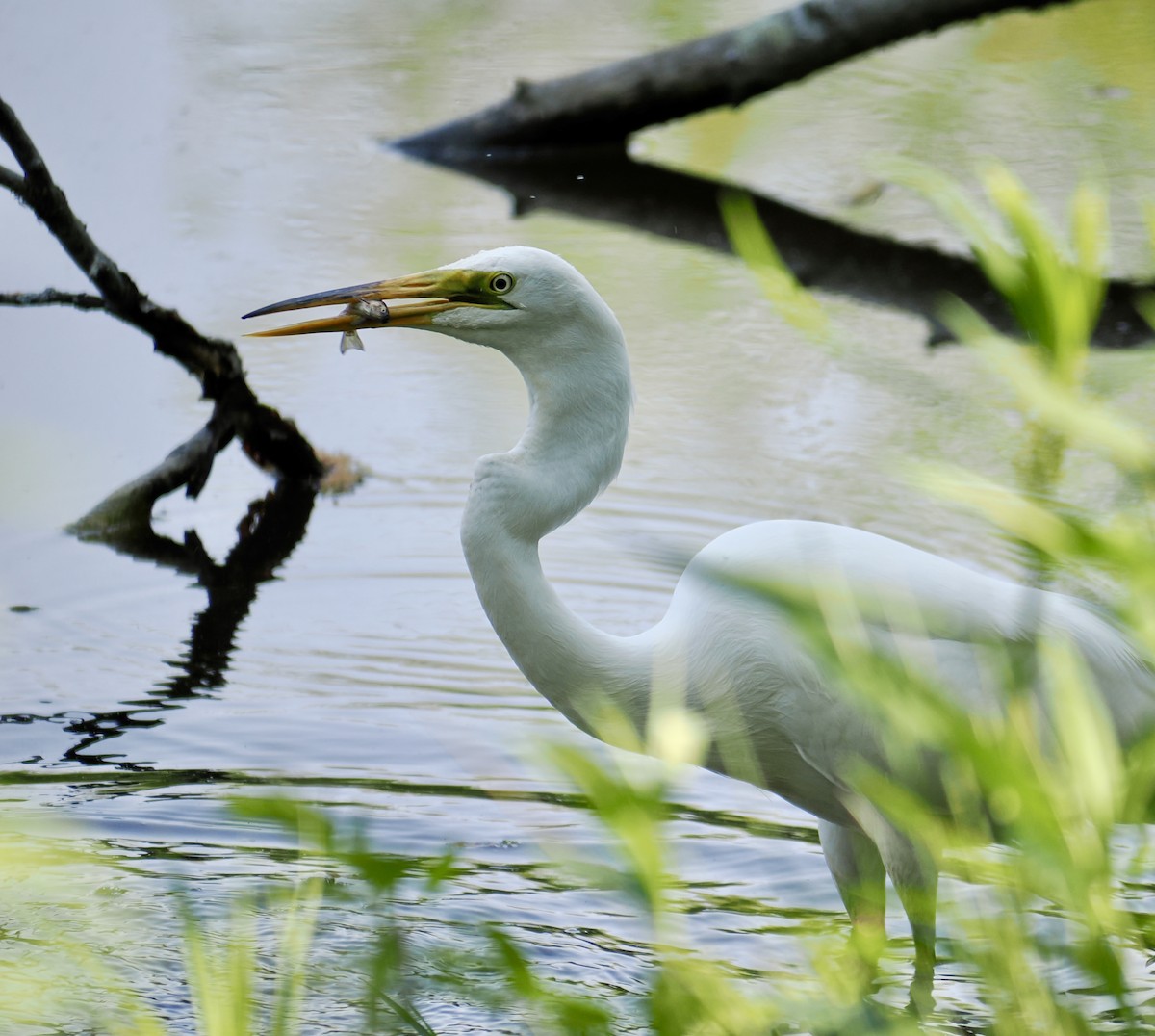 Great Egret - ML637110518
