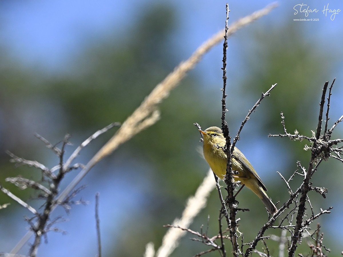 Tickell's Leaf Warbler (Alpine) - ML637110529