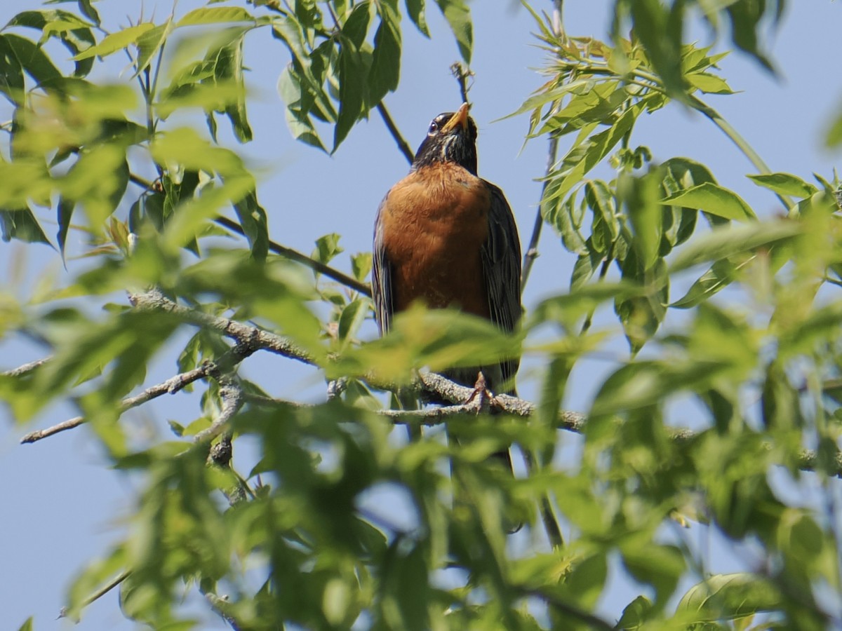American Robin - ML637110538