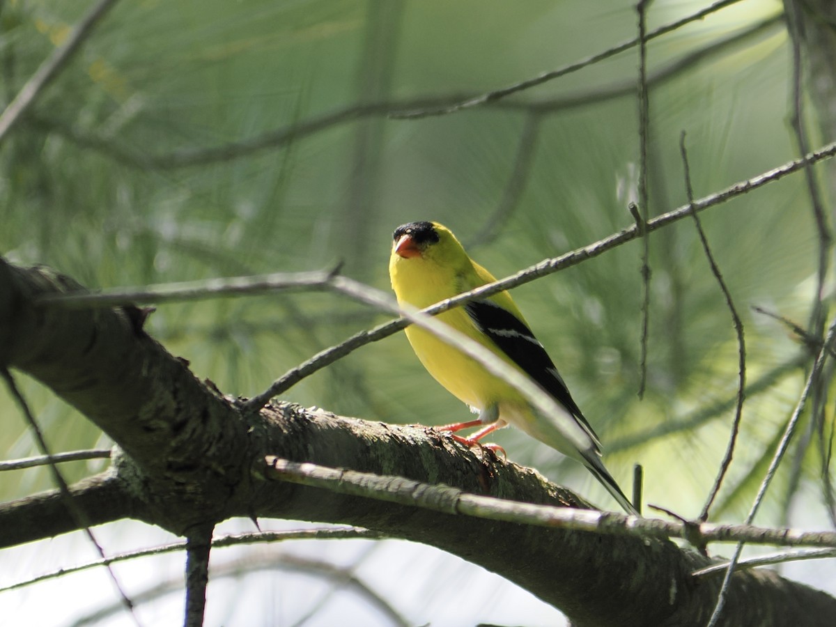 American Goldfinch - ML637110553