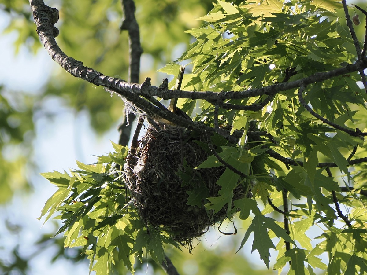 Baltimore Oriole - ML637110564