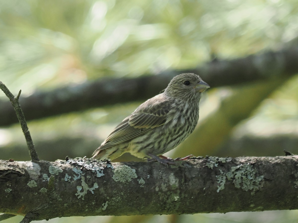 House Finch - ML637110635