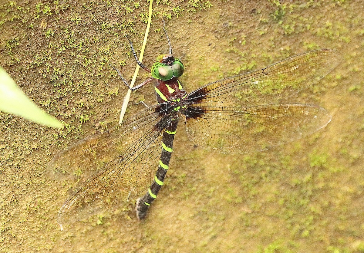 Insects - ML637110671
