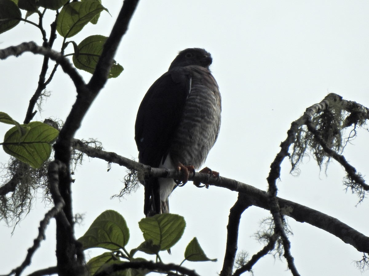Double-toothed Kite - ML637110679