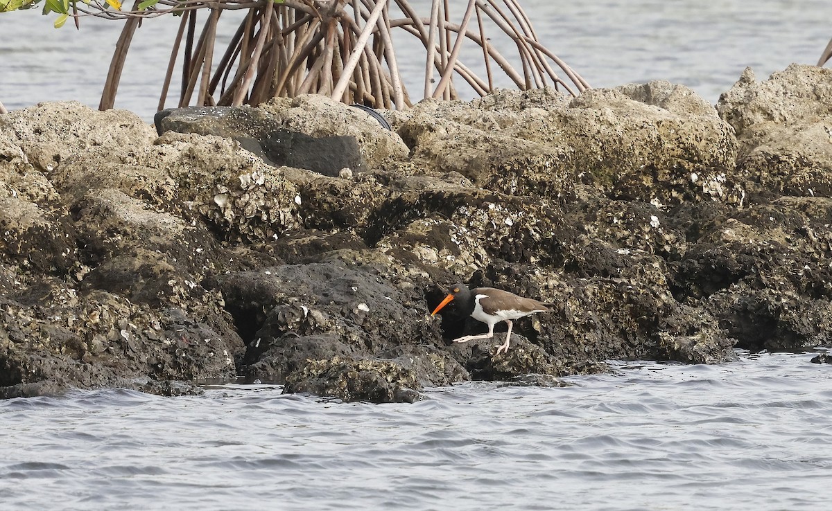 American Oystercatcher - ML637110807
