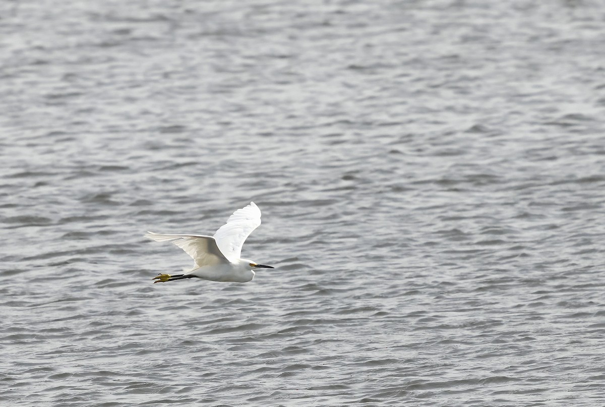 Snowy Egret - ML637110817