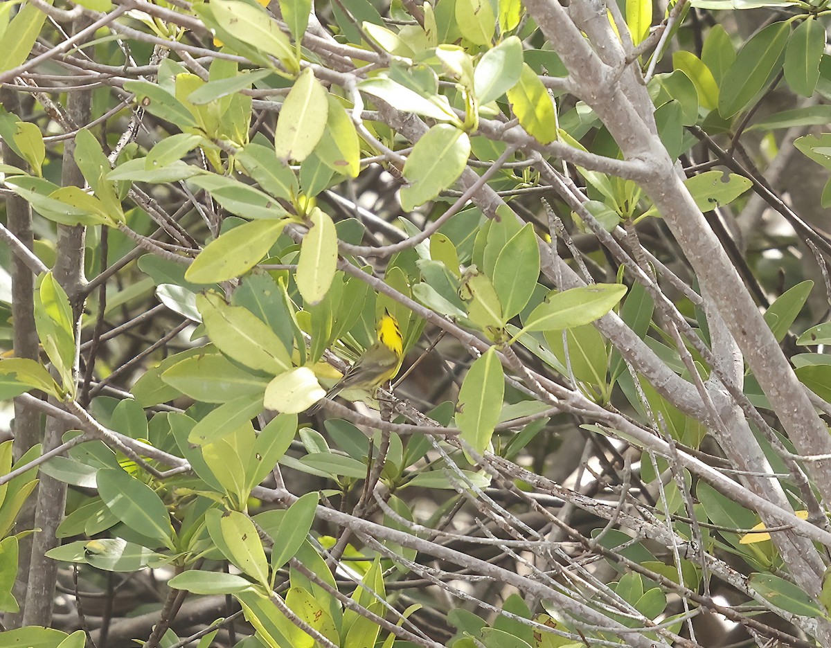 Prairie Warbler - ML637110835