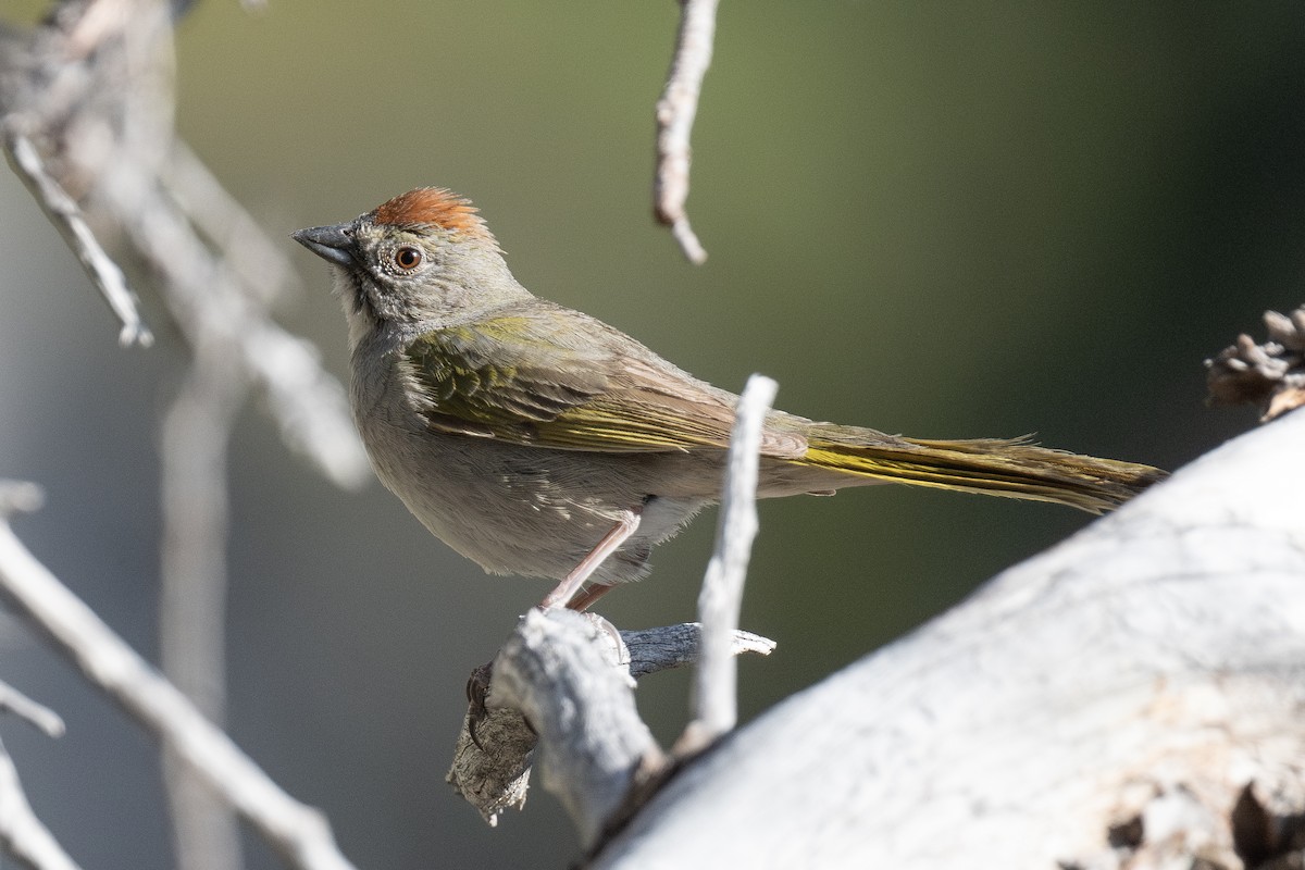 Green-tailed Towhee - ML637110919