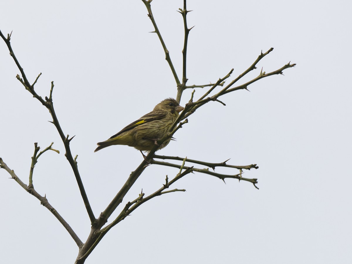 Yellow-breasted Greenfinch - ML637111059