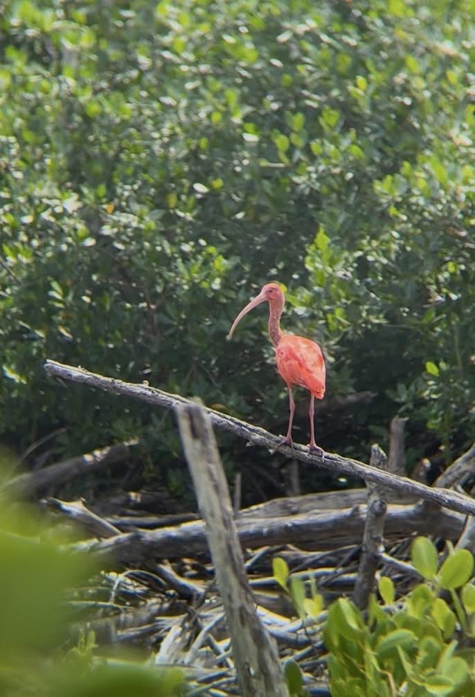 eBird Checklist - 5 Jun 2025 - Virgin Islands NP--Mary Point Pond - 14 ...