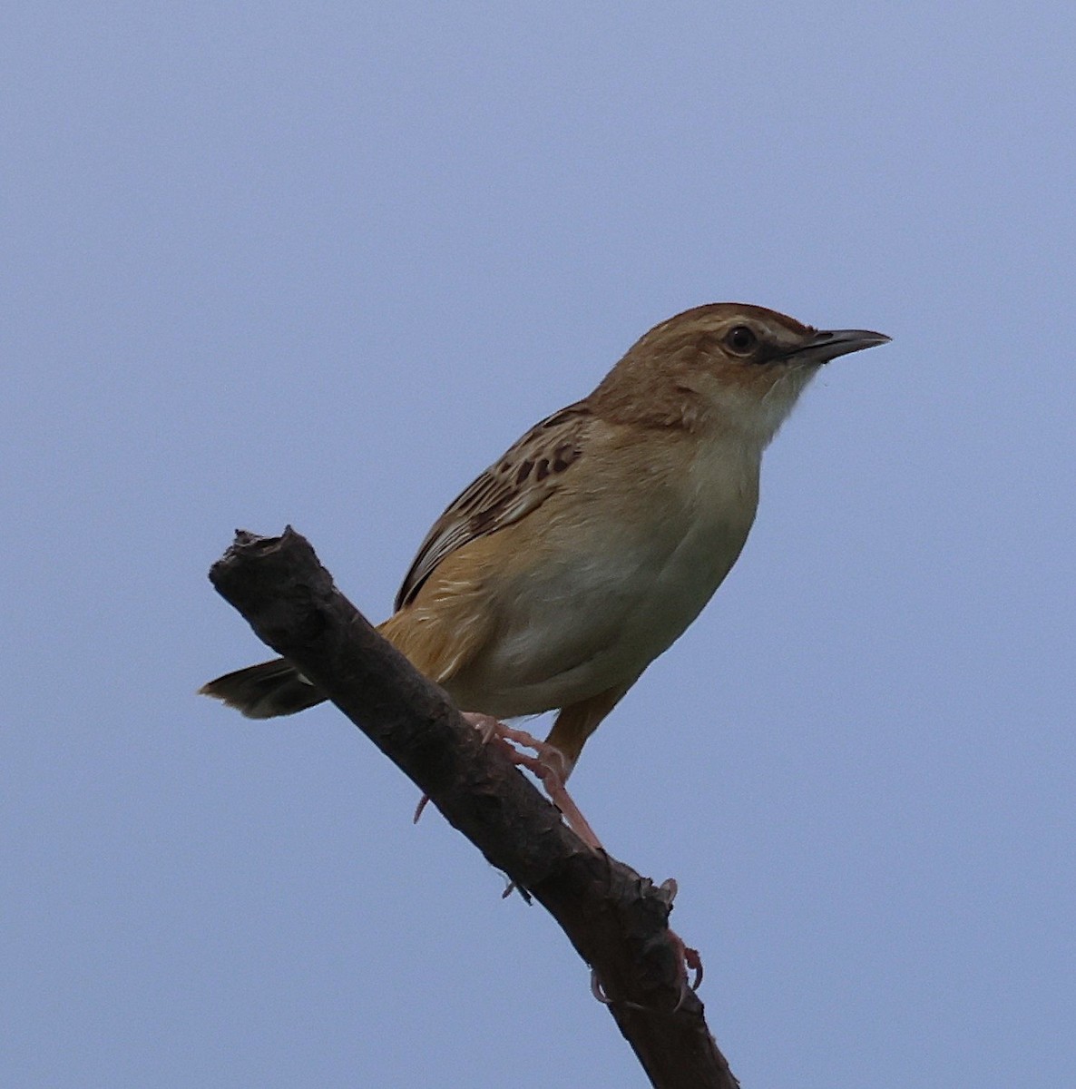 Zitting Cisticola - ML637111144