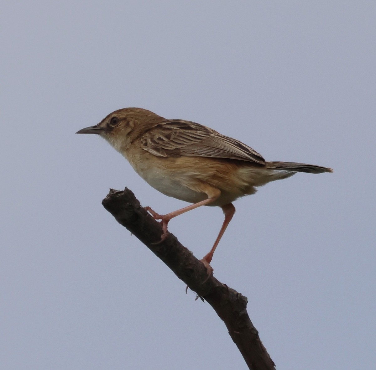 Zitting Cisticola - ML637111145