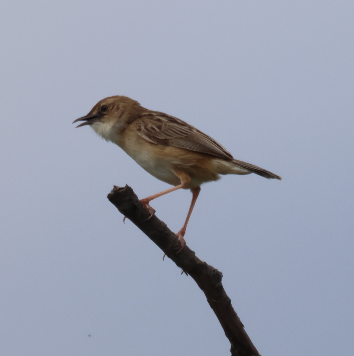 Zitting Cisticola - ML637111147