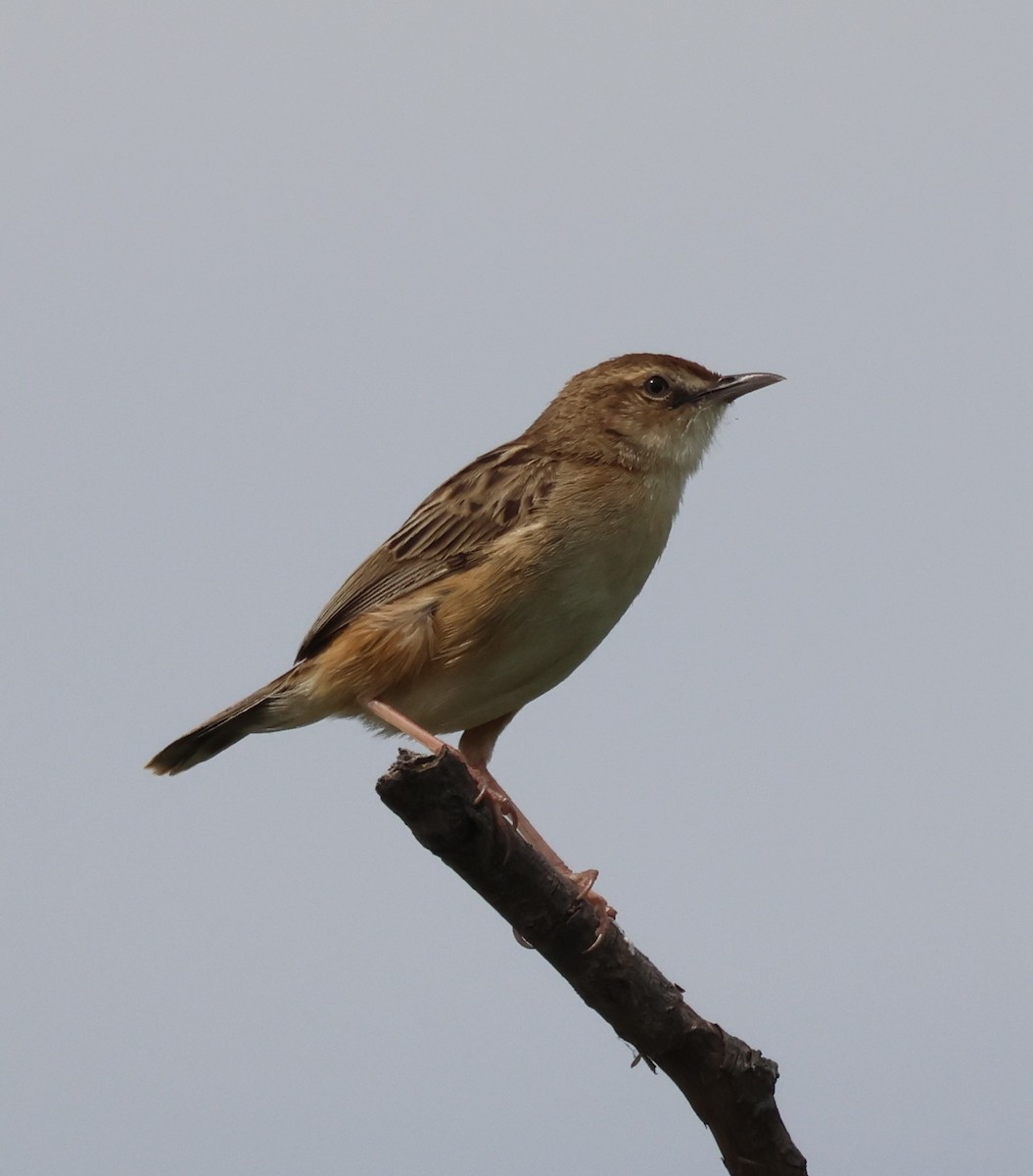 Zitting Cisticola - ML637111148